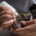 初生小猫的常见病有哪些？